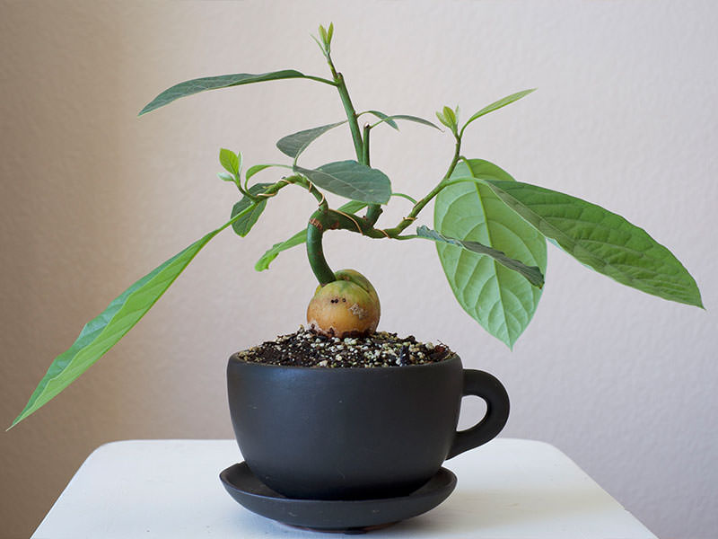 Как вырастить авокадо из косточки дома