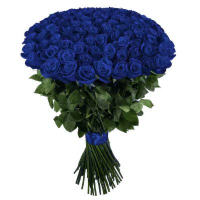 Розы Эквадор синие