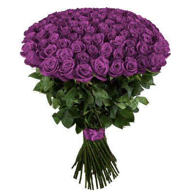 Розы Эквадор фиолетовые