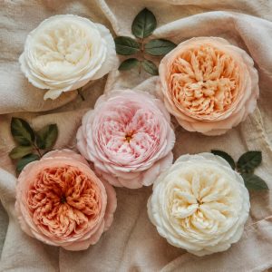 Букеты с пионовидными розами — палитра пяти сортов David Austin Patience Juliet Constance Charity Mayra