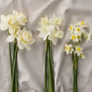Сорта нарциссов для свадебного букета невесты — махровые Bridal Crown, трубчатые, мелкоцветковые тацетта