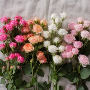 Цветы в коробке с кустовыми розами — палитра сортов на льняной поверхности: розовый Bombastic, персиковый Aqua, белый Mirabel, нежно-розовая Lydia