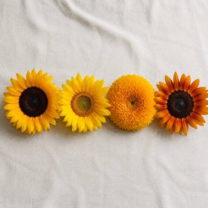 Подсолнухи в коробке — сорта Sunbright, Sunrich Gold без пыльцы, махровый Teddy Bear, оранжевый Procut Orange