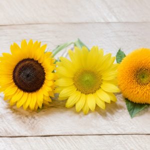 Цветы в корзинке с подсолнухами — сорта Sunbright, Sunrich Gold без пыльцы, махровый Teddy Bear и оранжевый Procut Orange